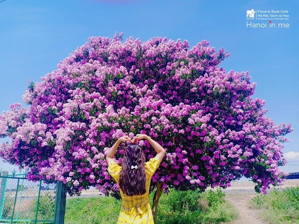 Cây Bằng Lăng đẹp nhất Việt Nam - Hoa Đẹp, Đời Vui